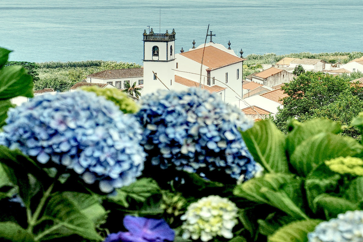 Hortensienblüte auf den Azoren