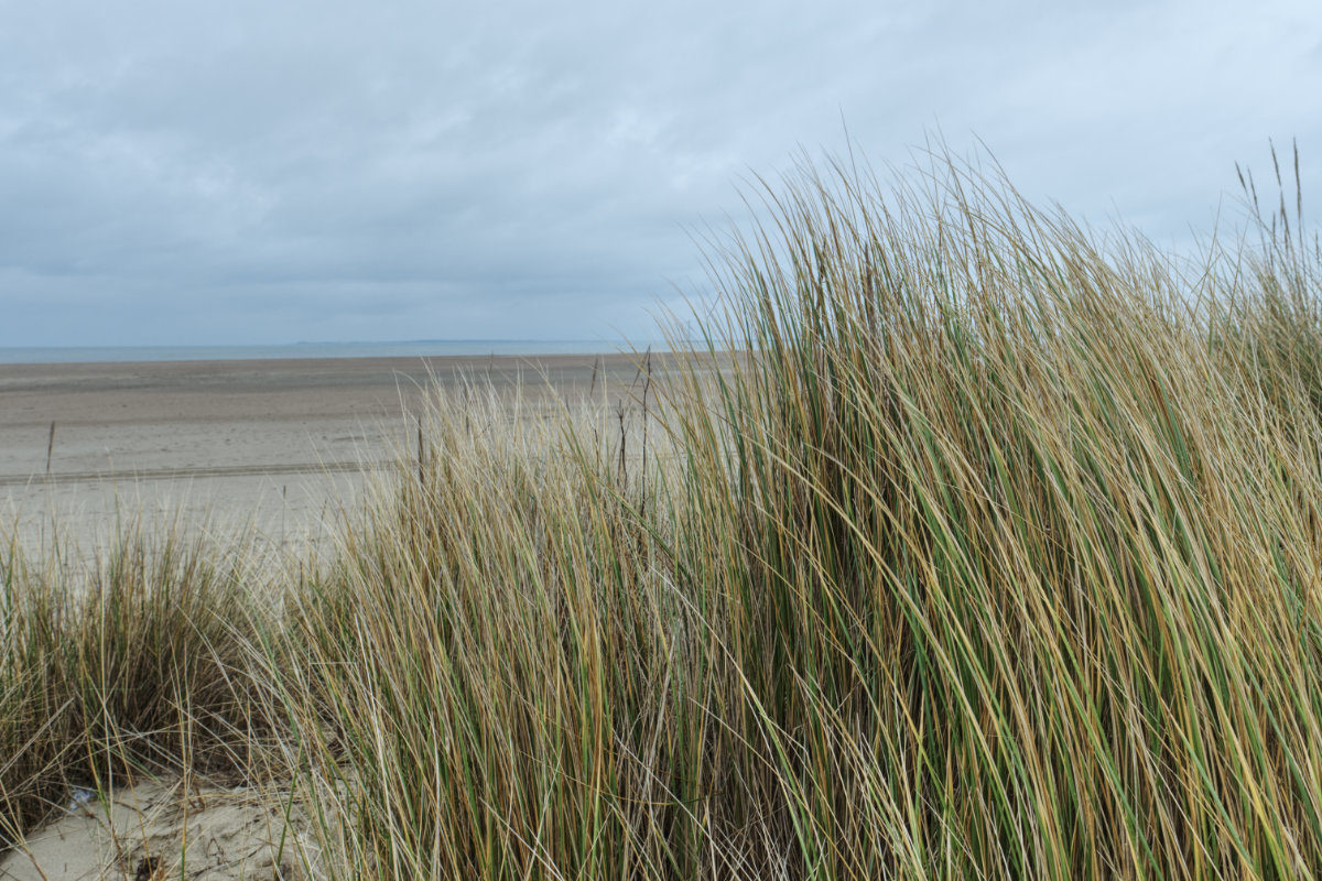 Dünengras