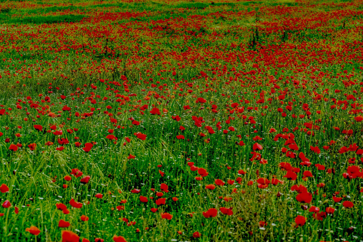 Mohnwiese