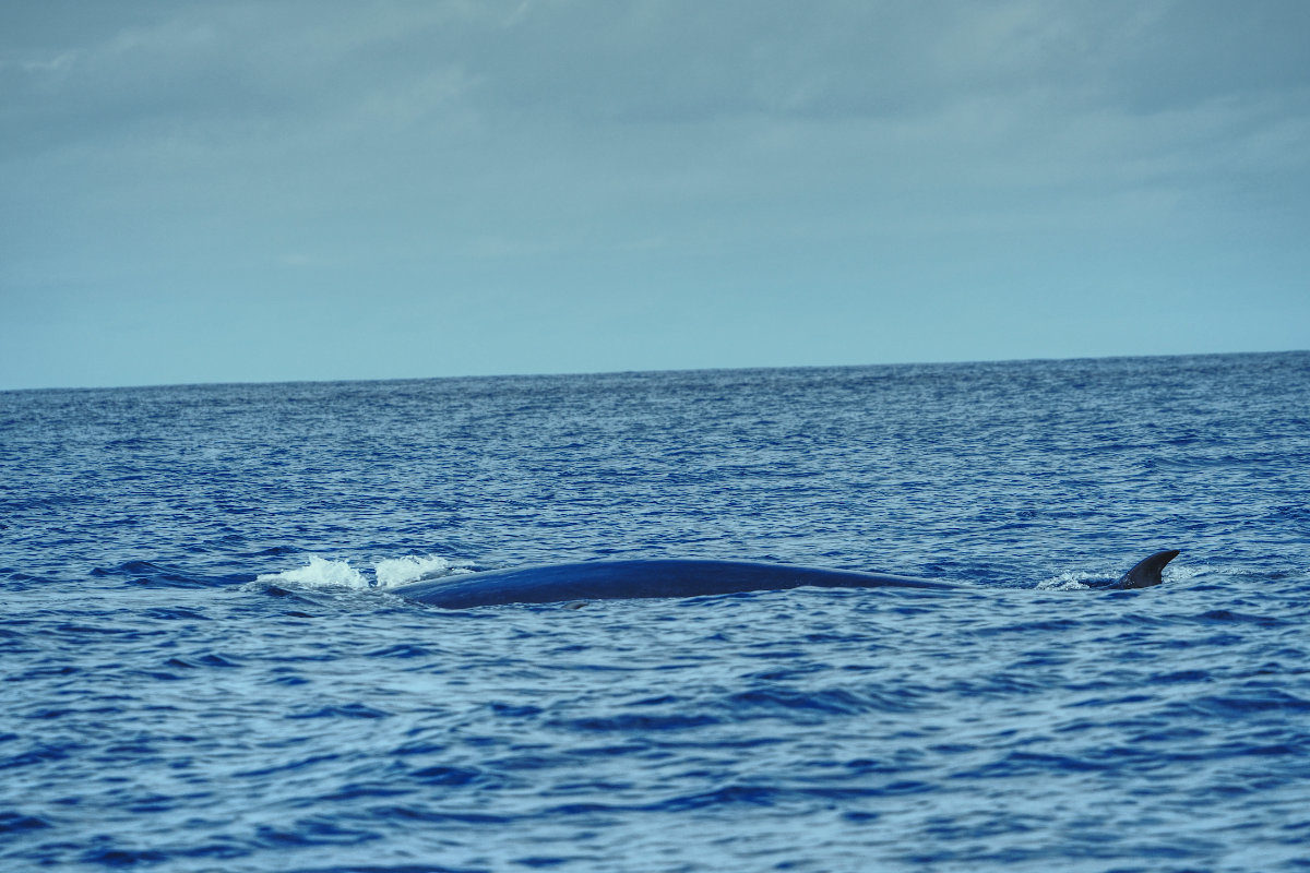 Azoren whale watching