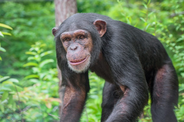Schimpanse