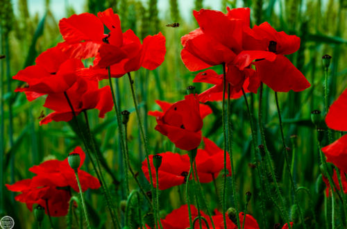 Landschaft Münsterland
