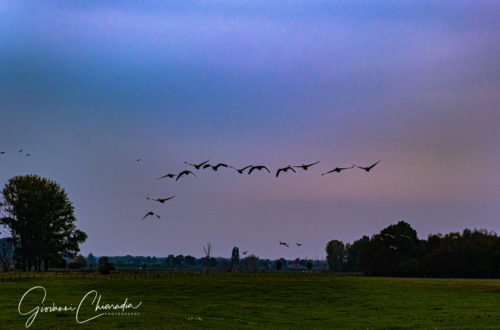 Wildgänse am Niederrhein