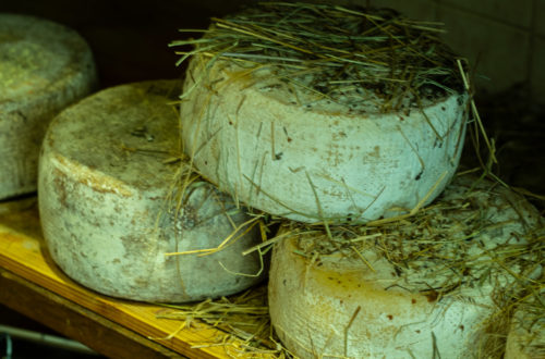Pecorino